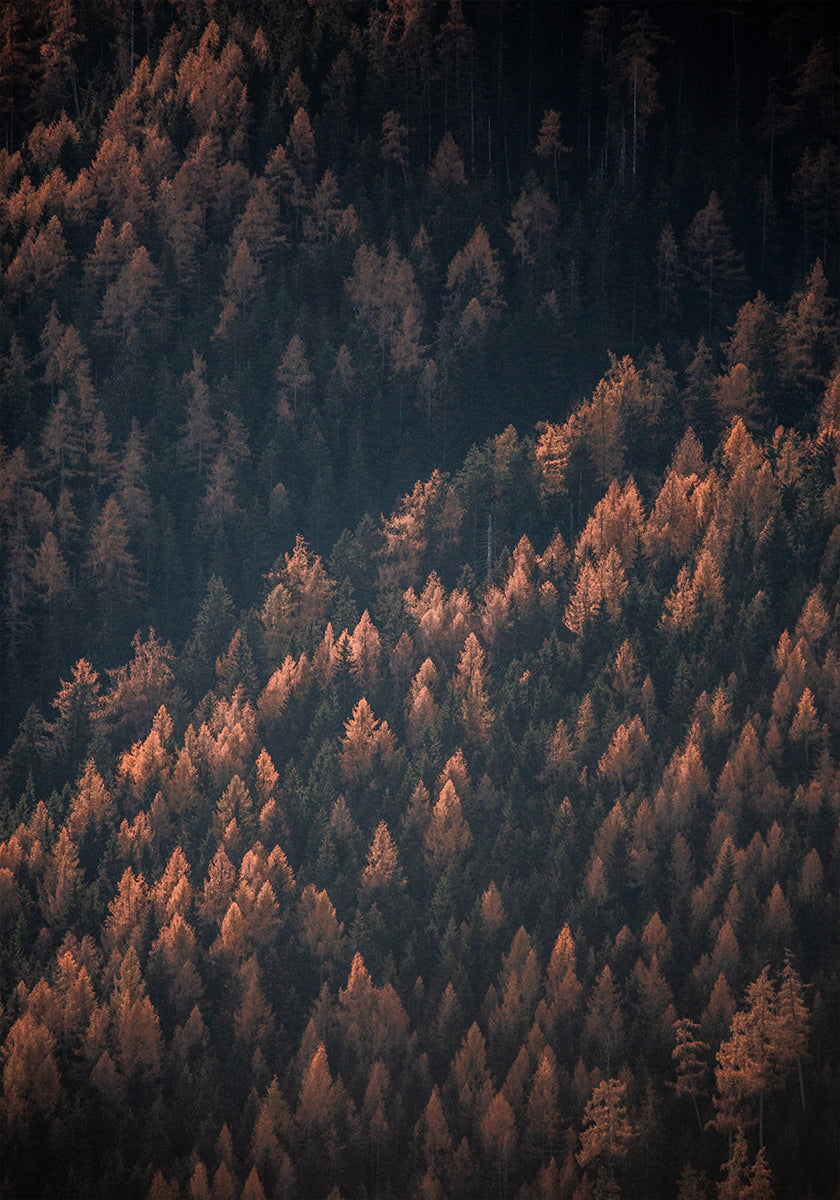Autumn Woods 2