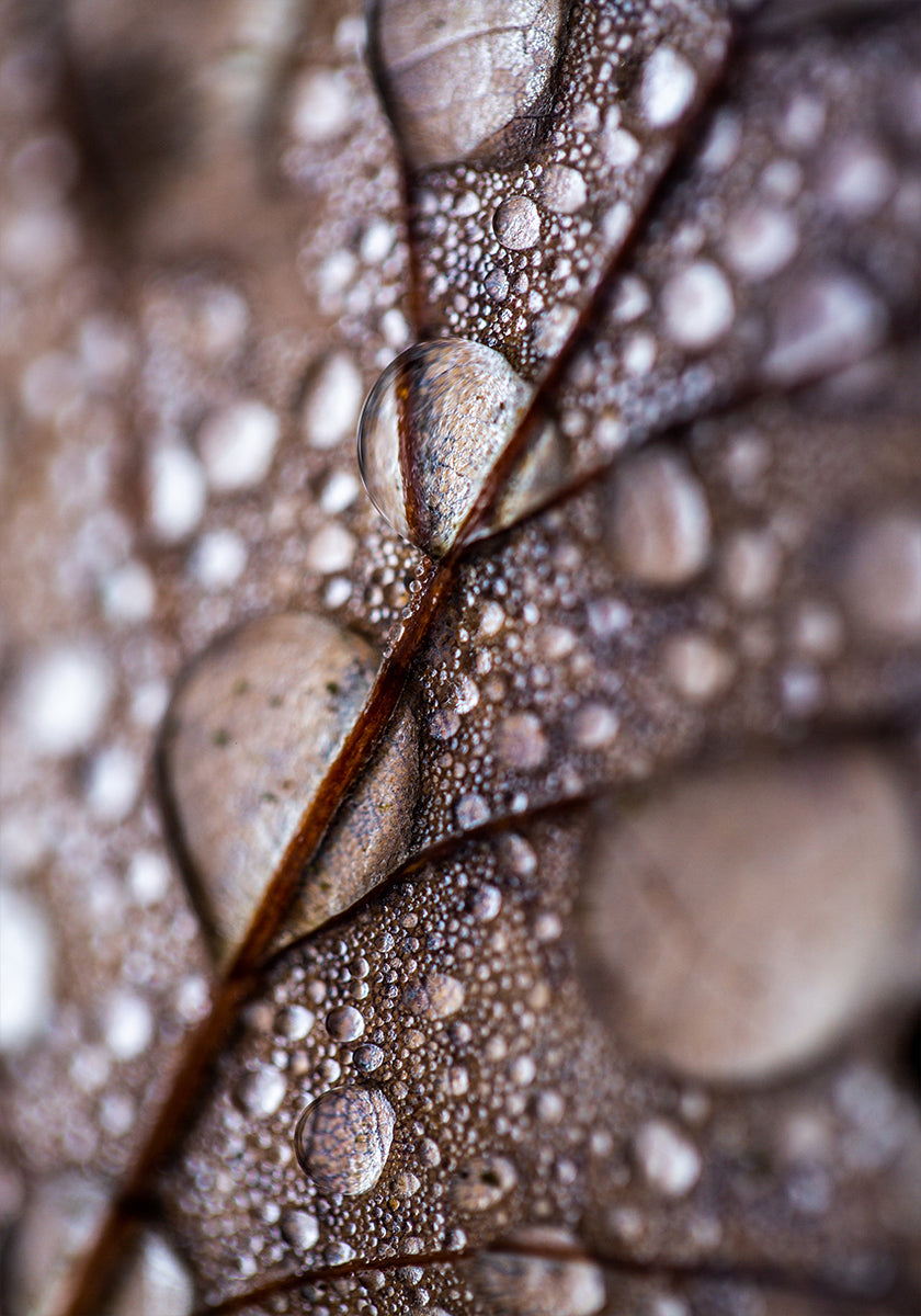 Autumn Rain