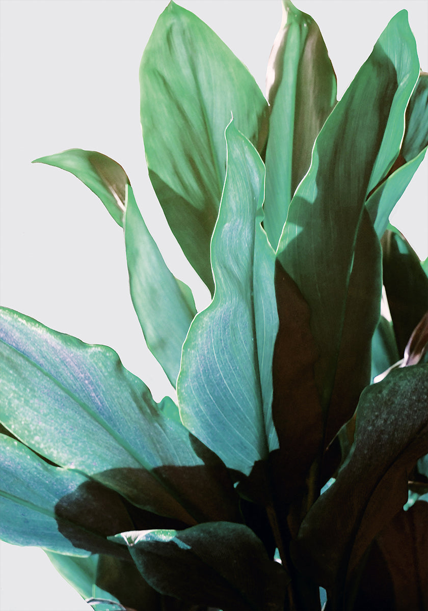 Green Leaves Poster