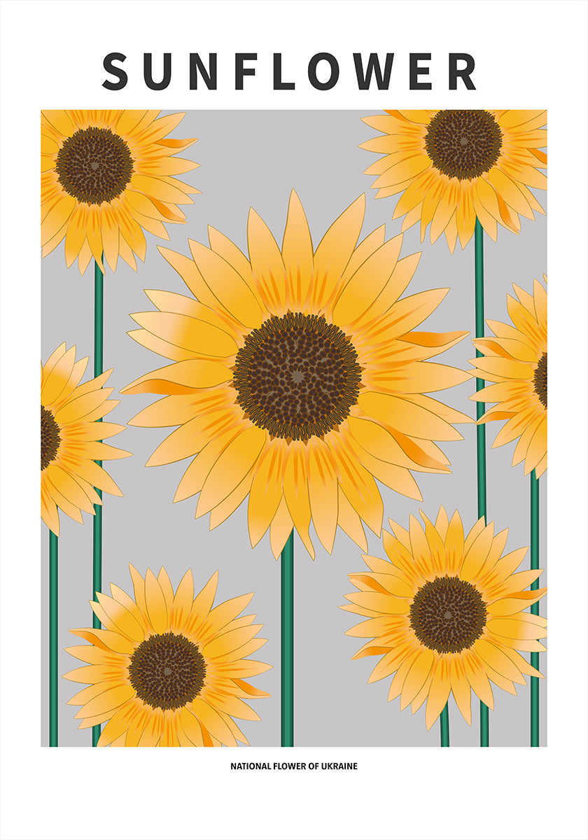 Sunflower - National flower och Ukraine