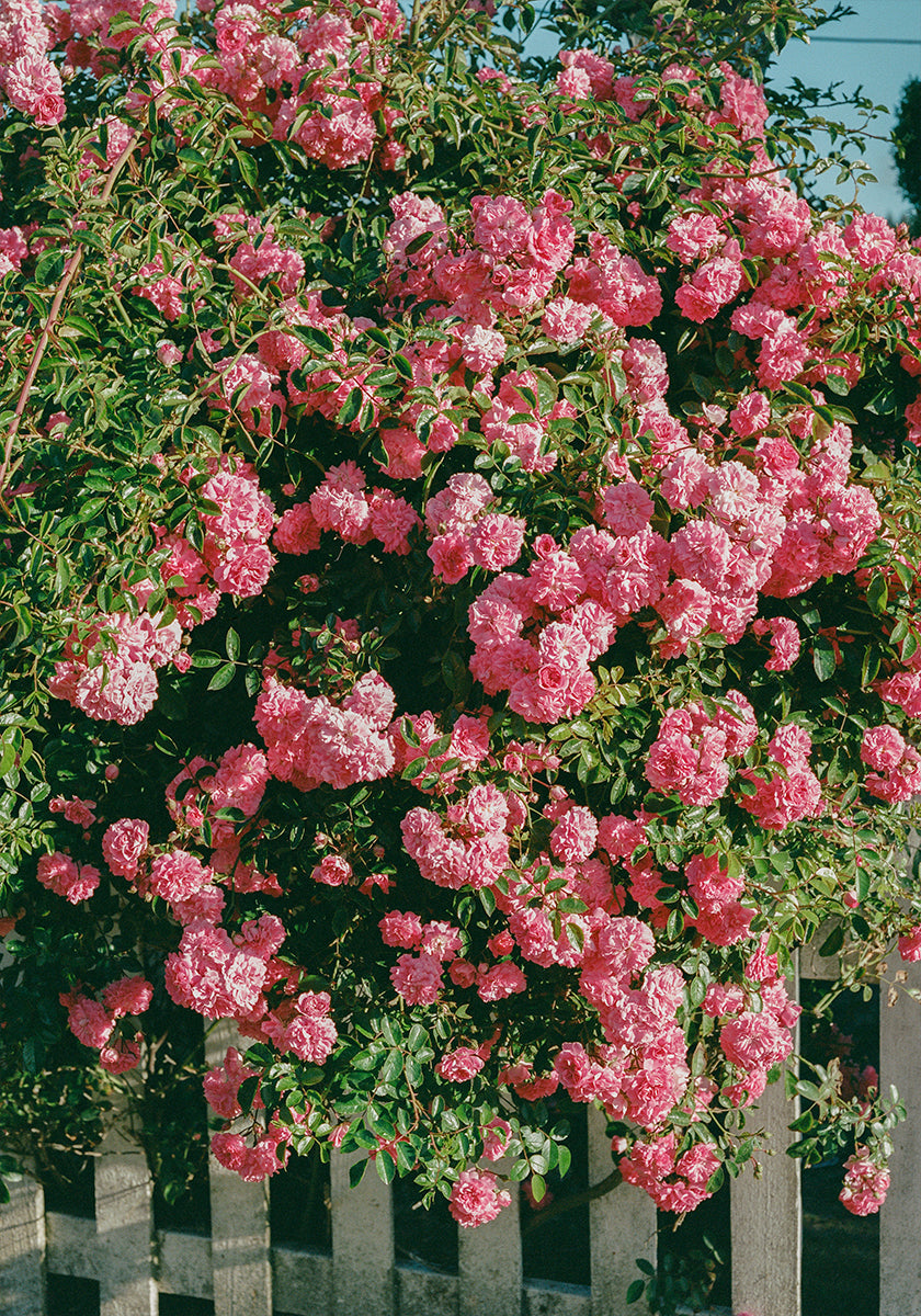 Cannon Beach Blooms Poster