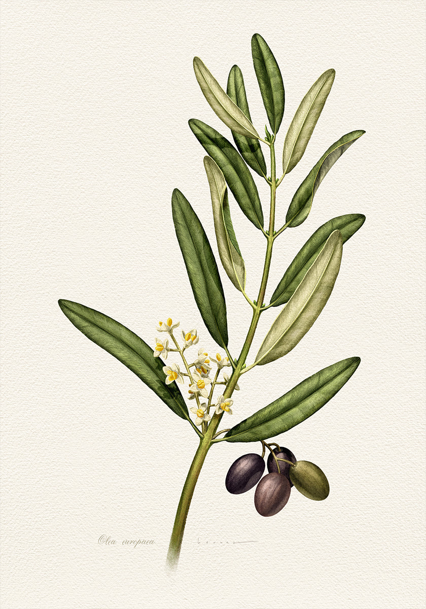 Olea Europaea Poster
