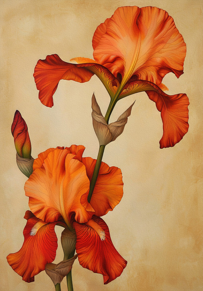 Poster Canvas Sng Iris 36 Poster