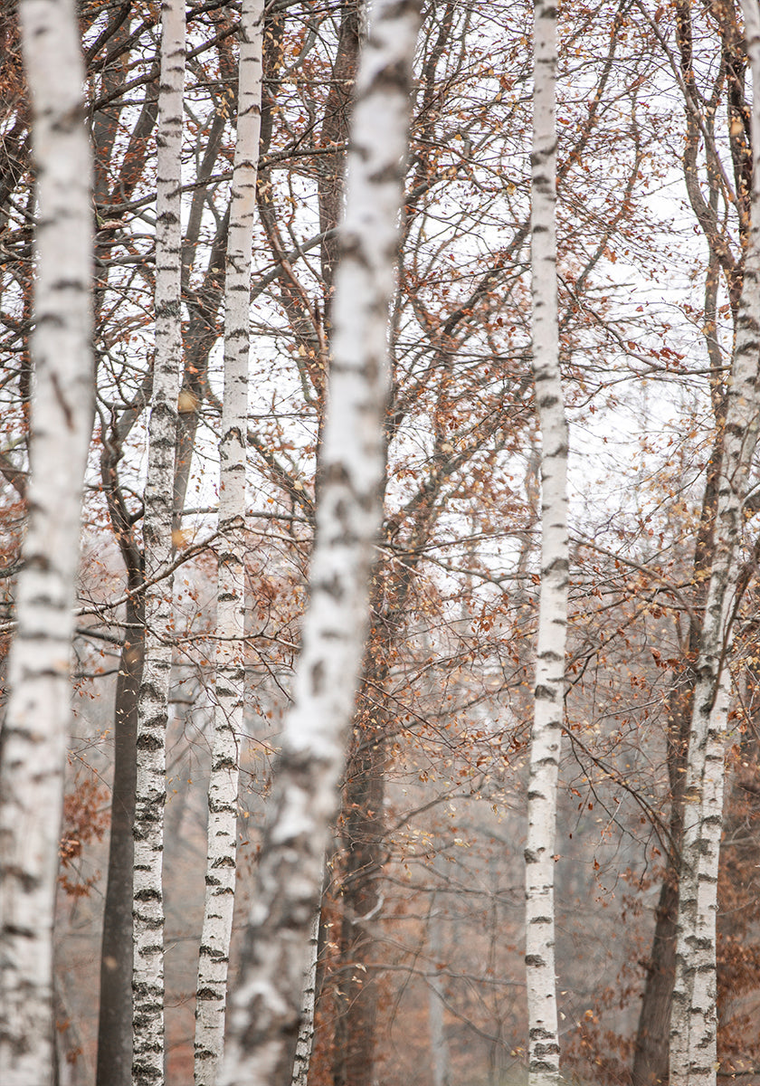 Birch Trees 6 Poster