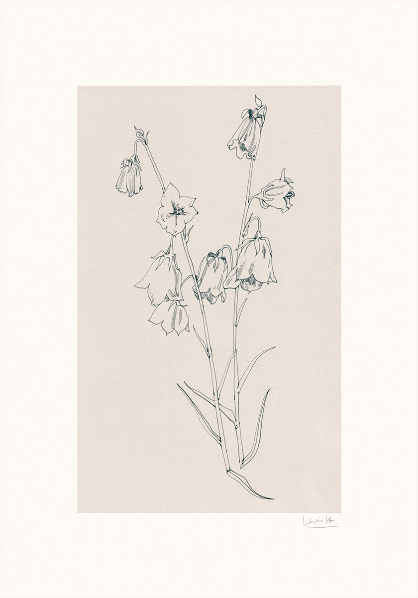 Bellflowers ink drawing Poster