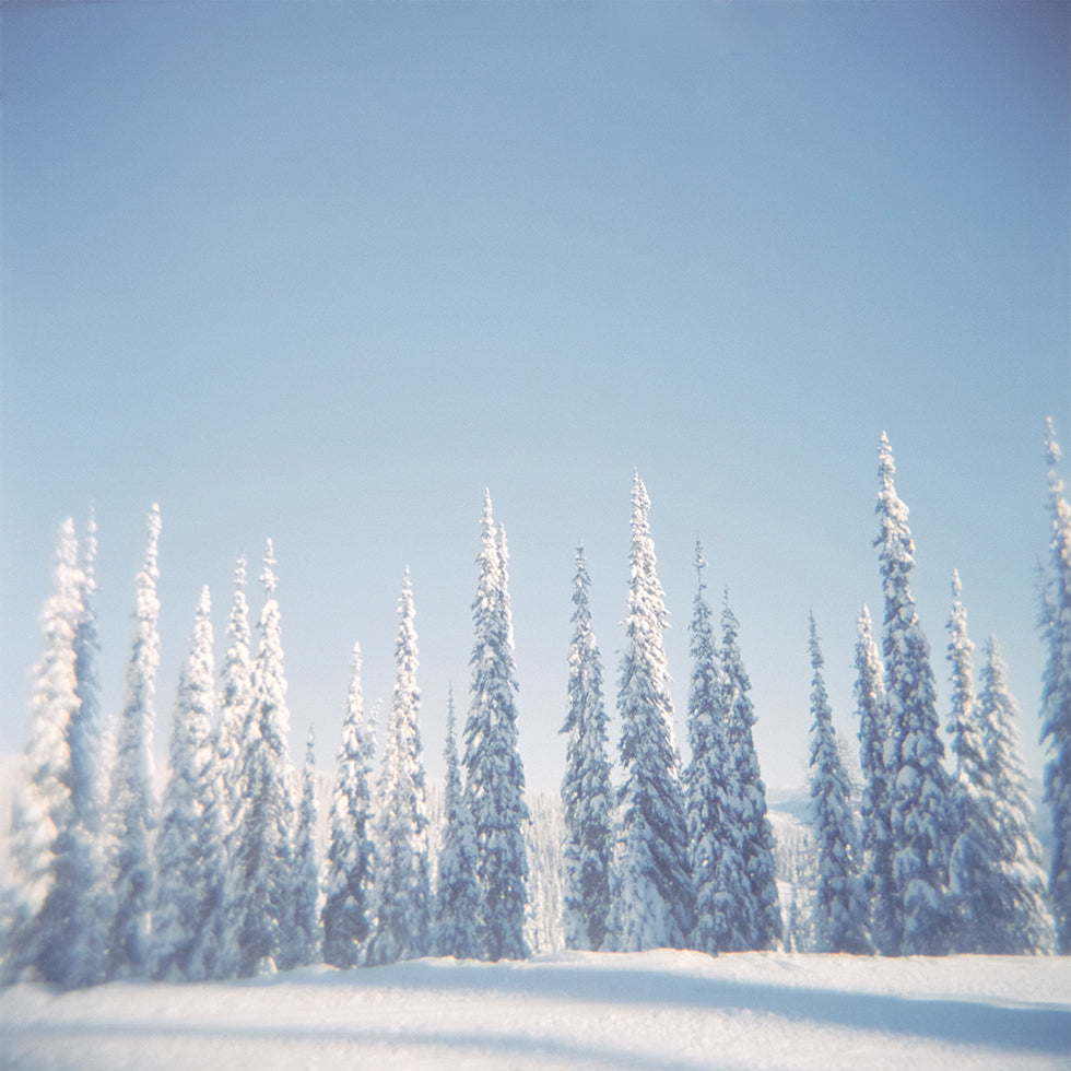 Winter Pines Poster