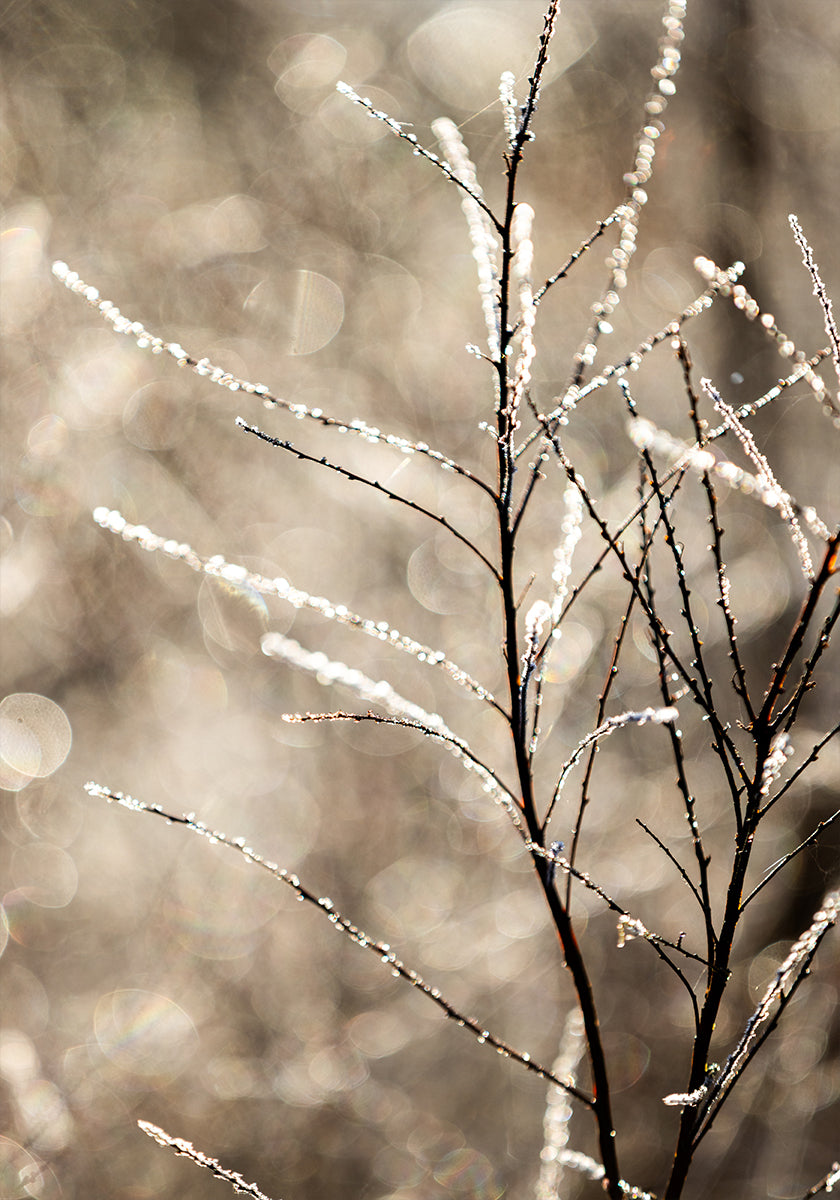 A Winter Morning 5 Poster