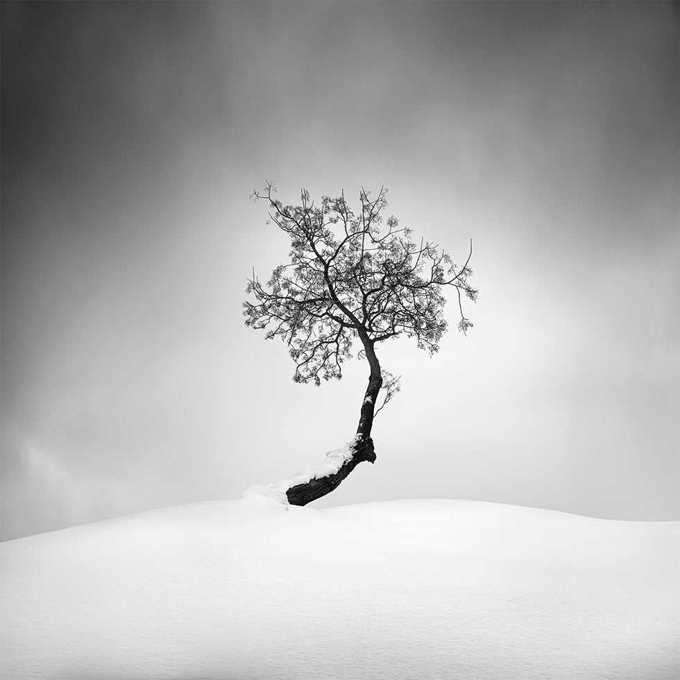 Winter Tree Poster