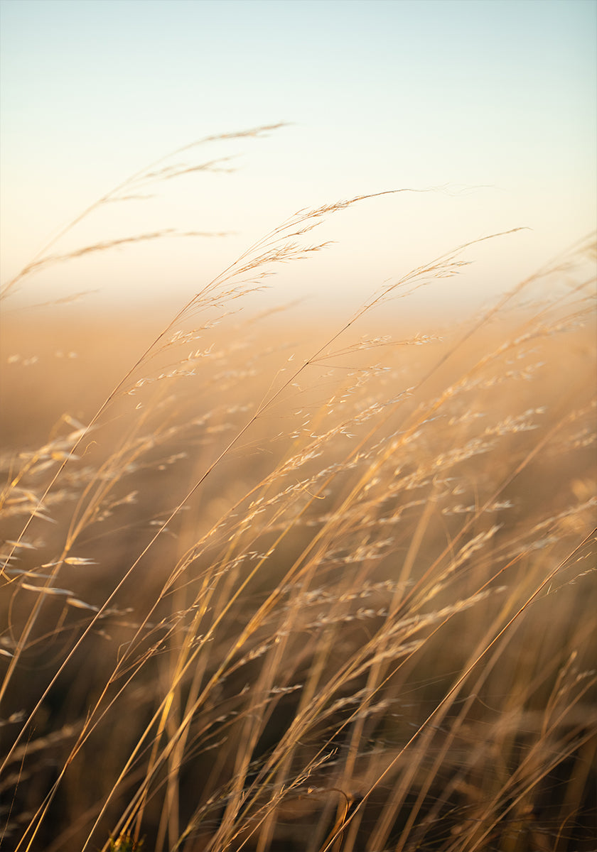 Golden Prairie Grass Poster