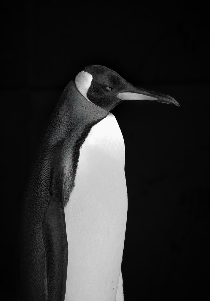 Mr. Penguin Poster