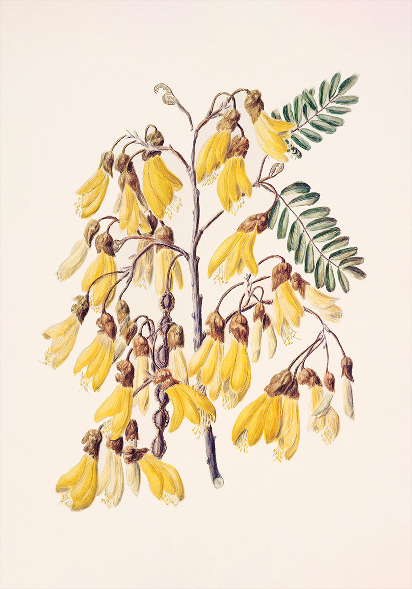 Kowhai Drawn By Sarah Featon (1848–1927) Poster