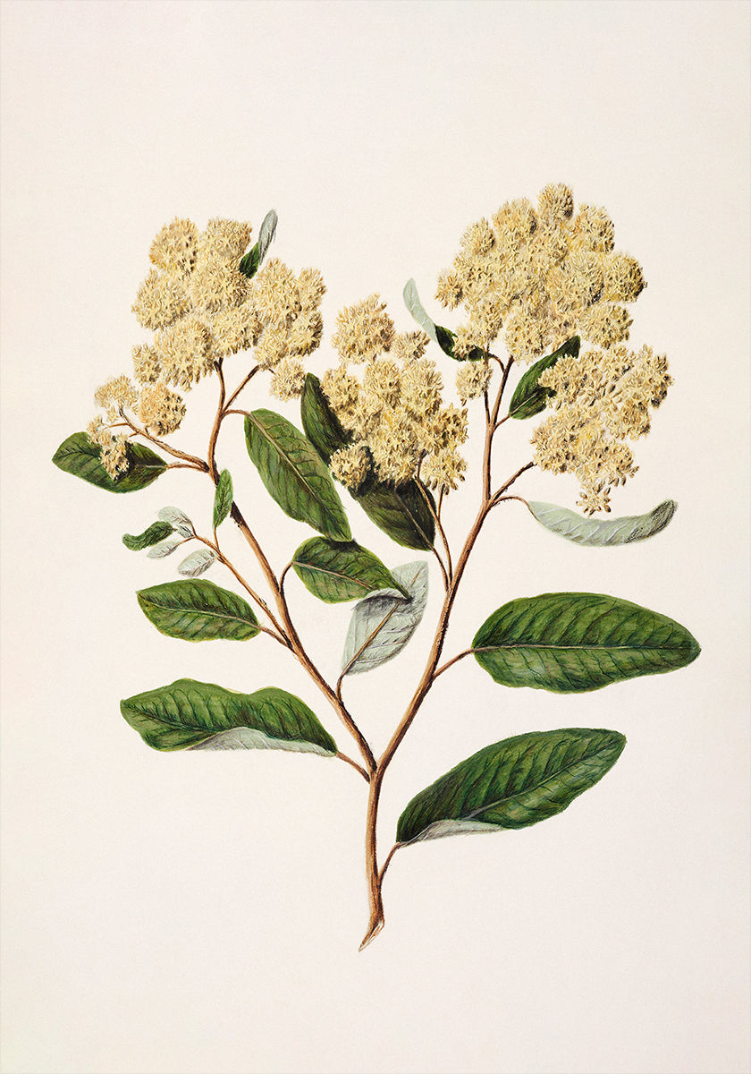 Kumarahou Drawn By Sarah Featon (1848–1927) Poster