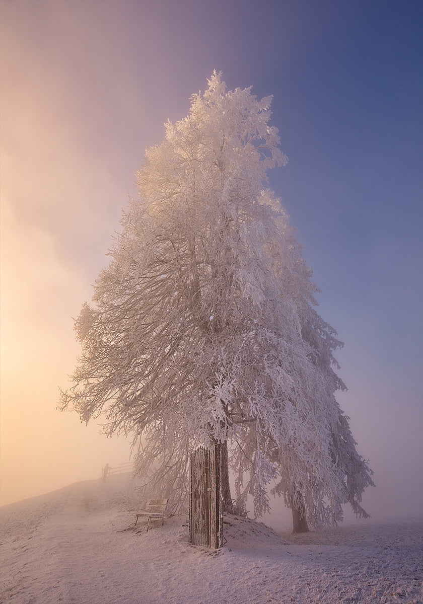 winter poetry in the morning light Poster