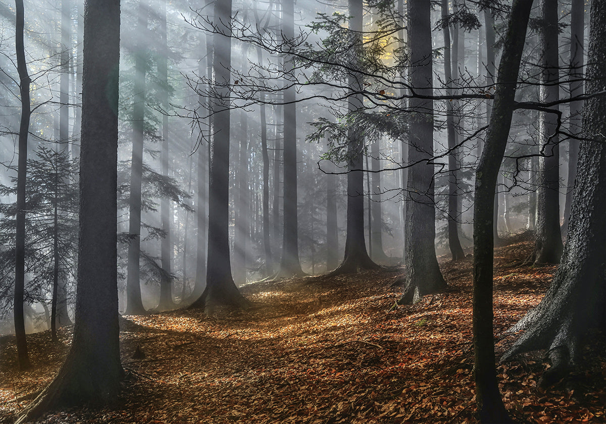 Enchanted forest Poster