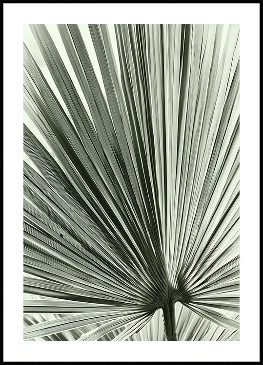 Palm Leaf Poster