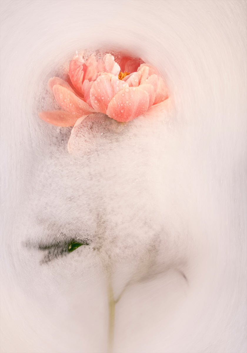 Frothy petal #1 Poster