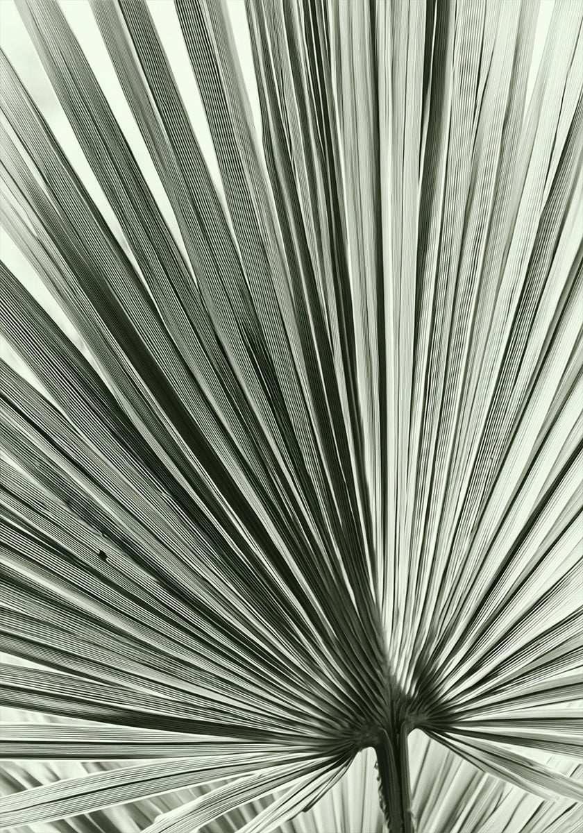 Palm Leaf Poster