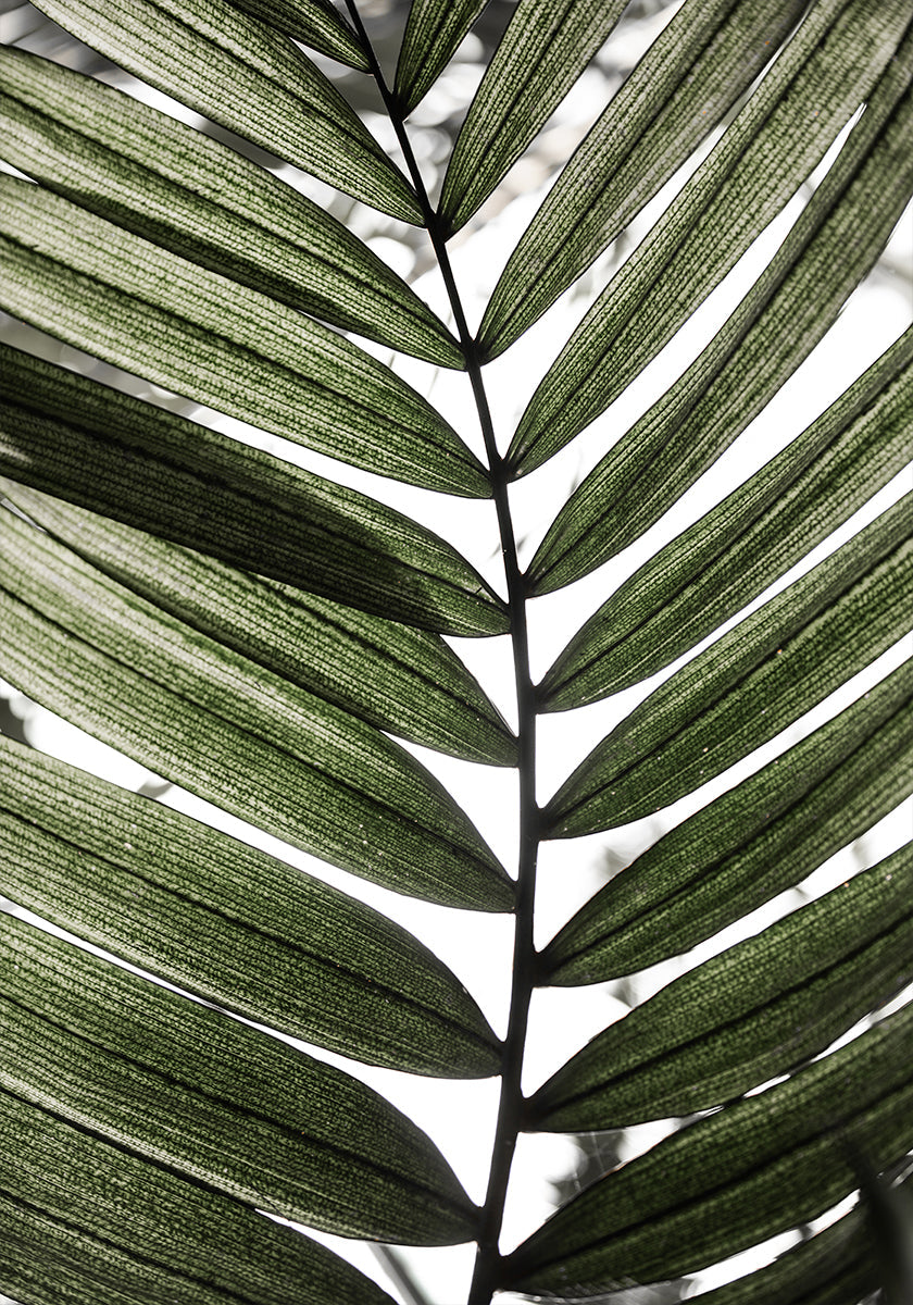Palm Leaves 24 Poster