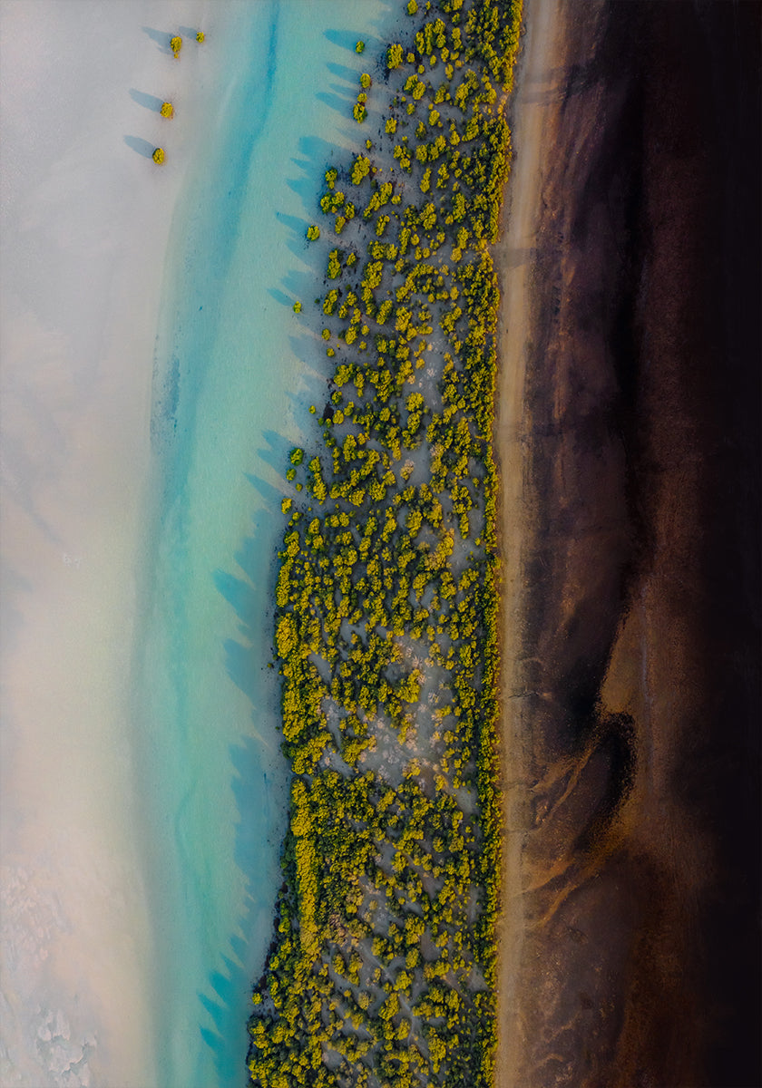 Mangrove Symphony Poster
