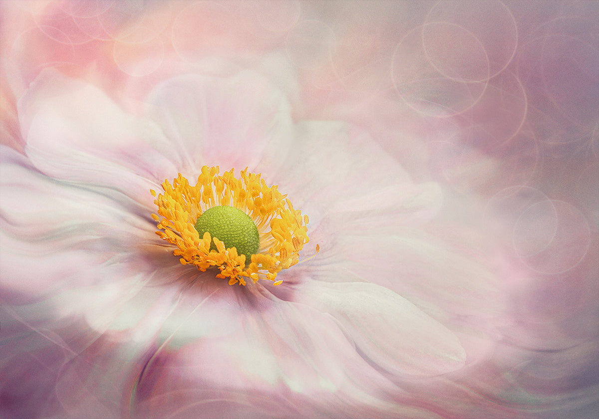 Dreams of Flower Poster