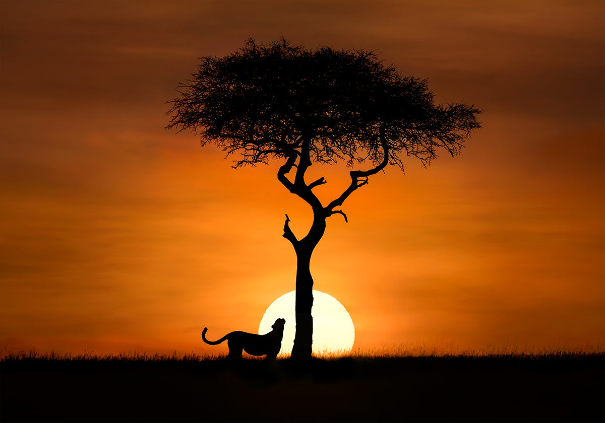 Cheetah at dawn Poster