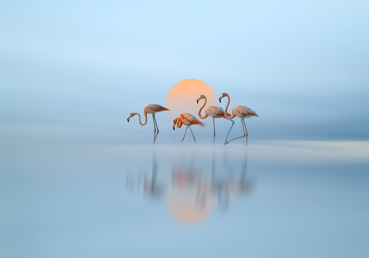 Flamingo in haven Poster