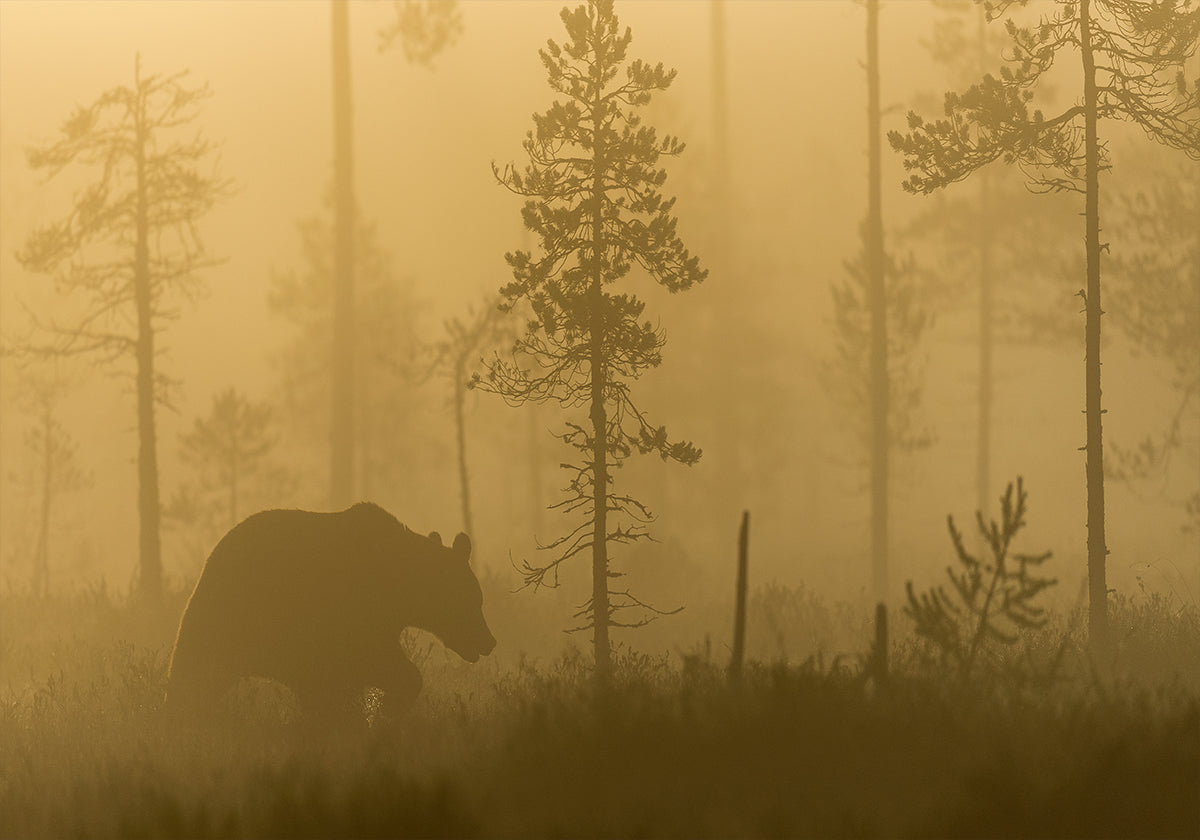 Morning Fog