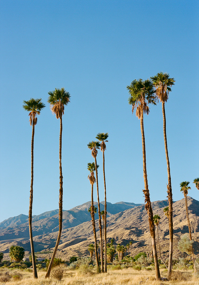 Palm Springs Morning on Film Poster