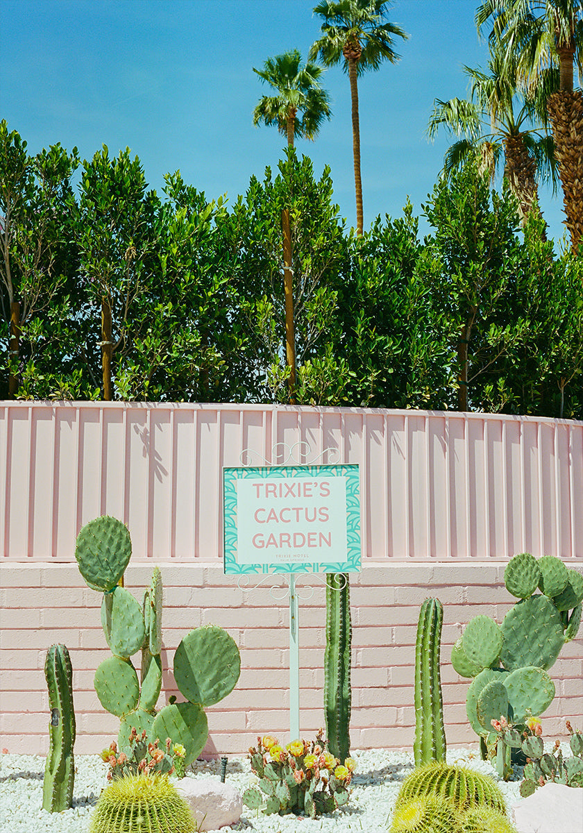 Pink Palm Springs IV Poster