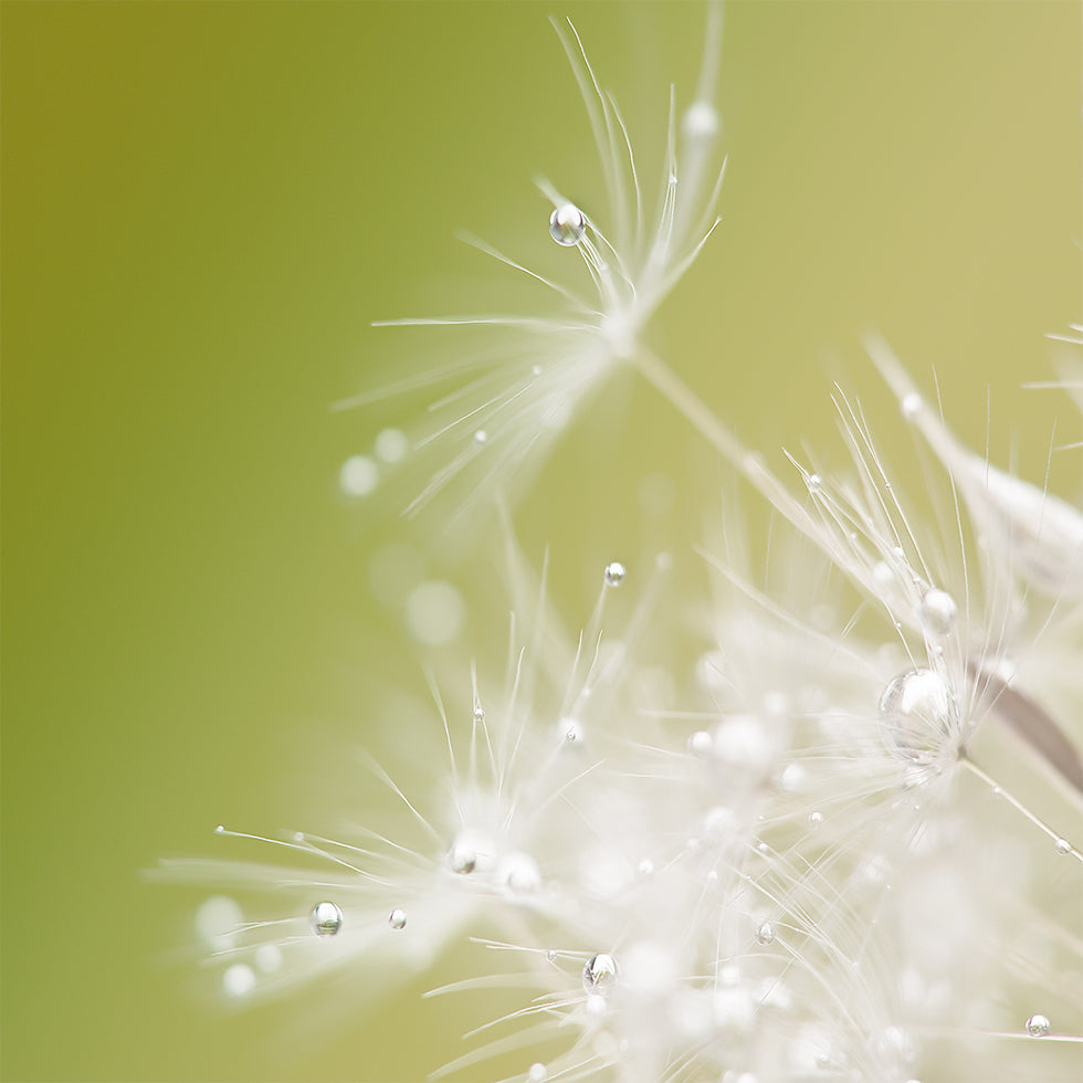 Green Poster