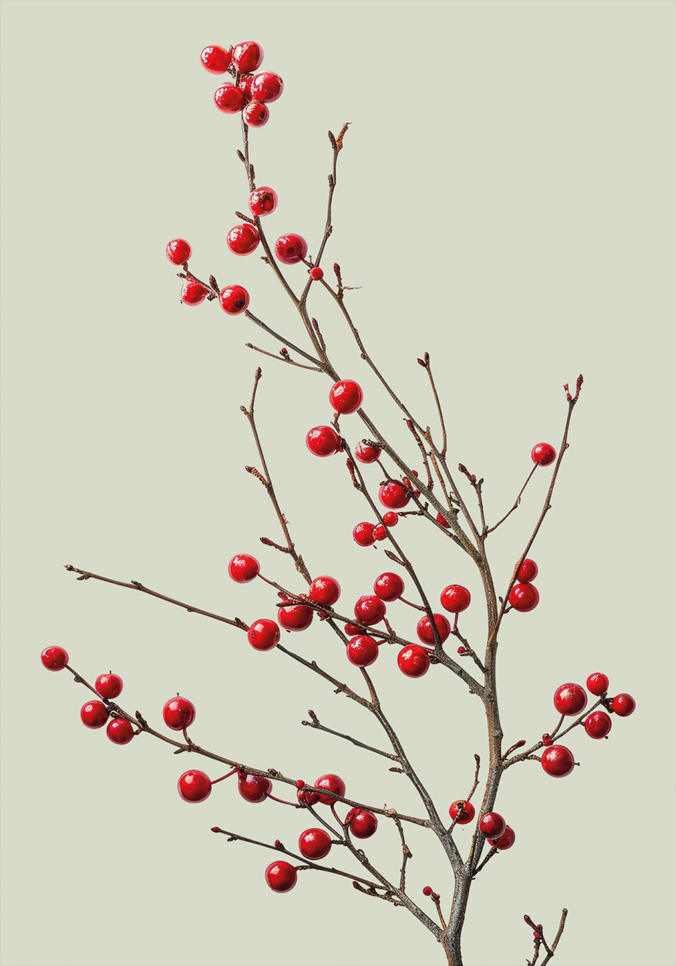 a small tree with red berries on it