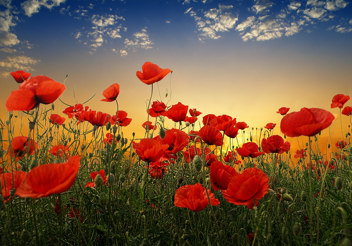 Poppies Poster