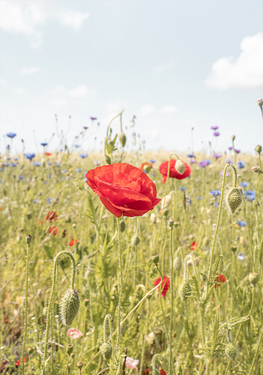 Poppy Flower Poster