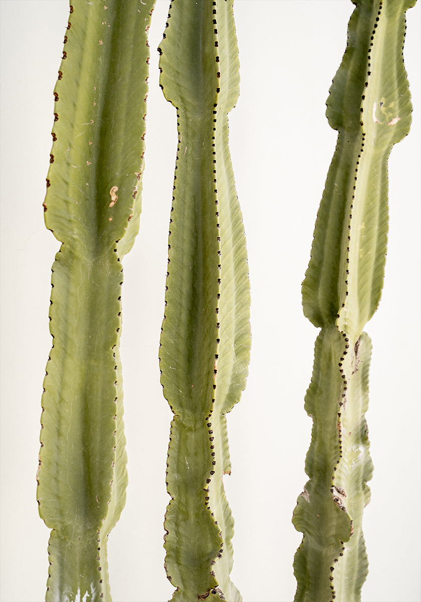 3 Cacti Poster