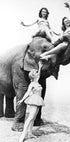 Women Riding Elephant Plakat - Posterbox.no