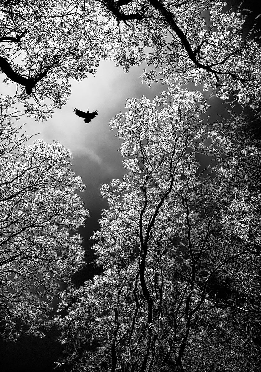 Flight