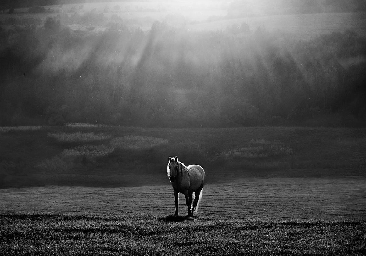 morning appearance