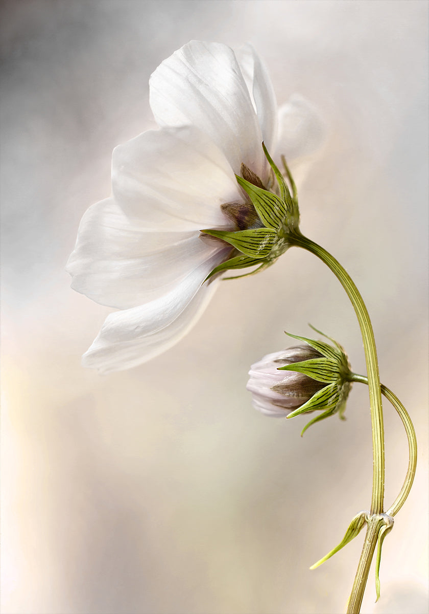 Heavenly Cosmos