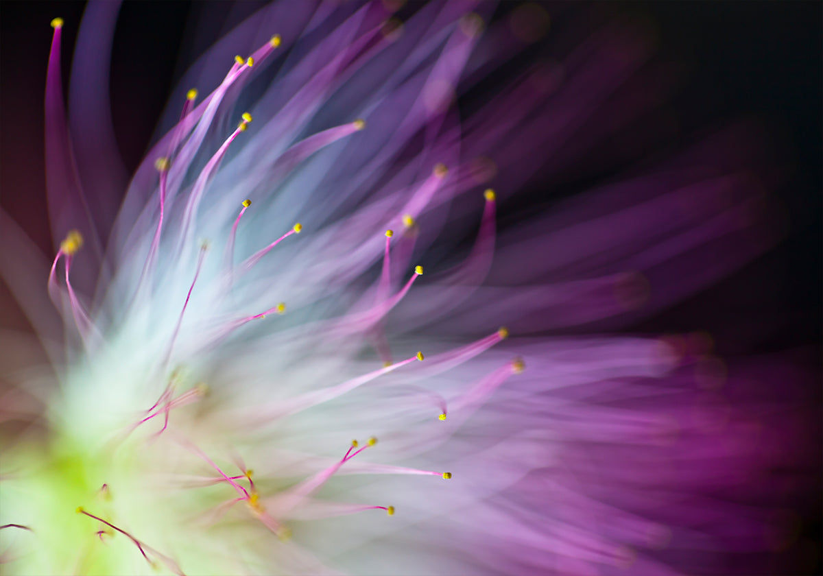 The Will-o-the-Wisp Poster