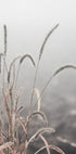 Grass Plants Plakat - Posterbox.no