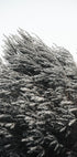 Bush of Plants Plakat - Posterbox.no