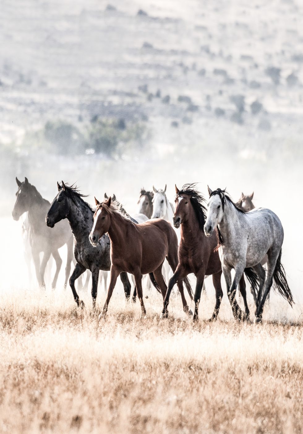 Wild Horses Free Spirit Plakat - Posterbox.no