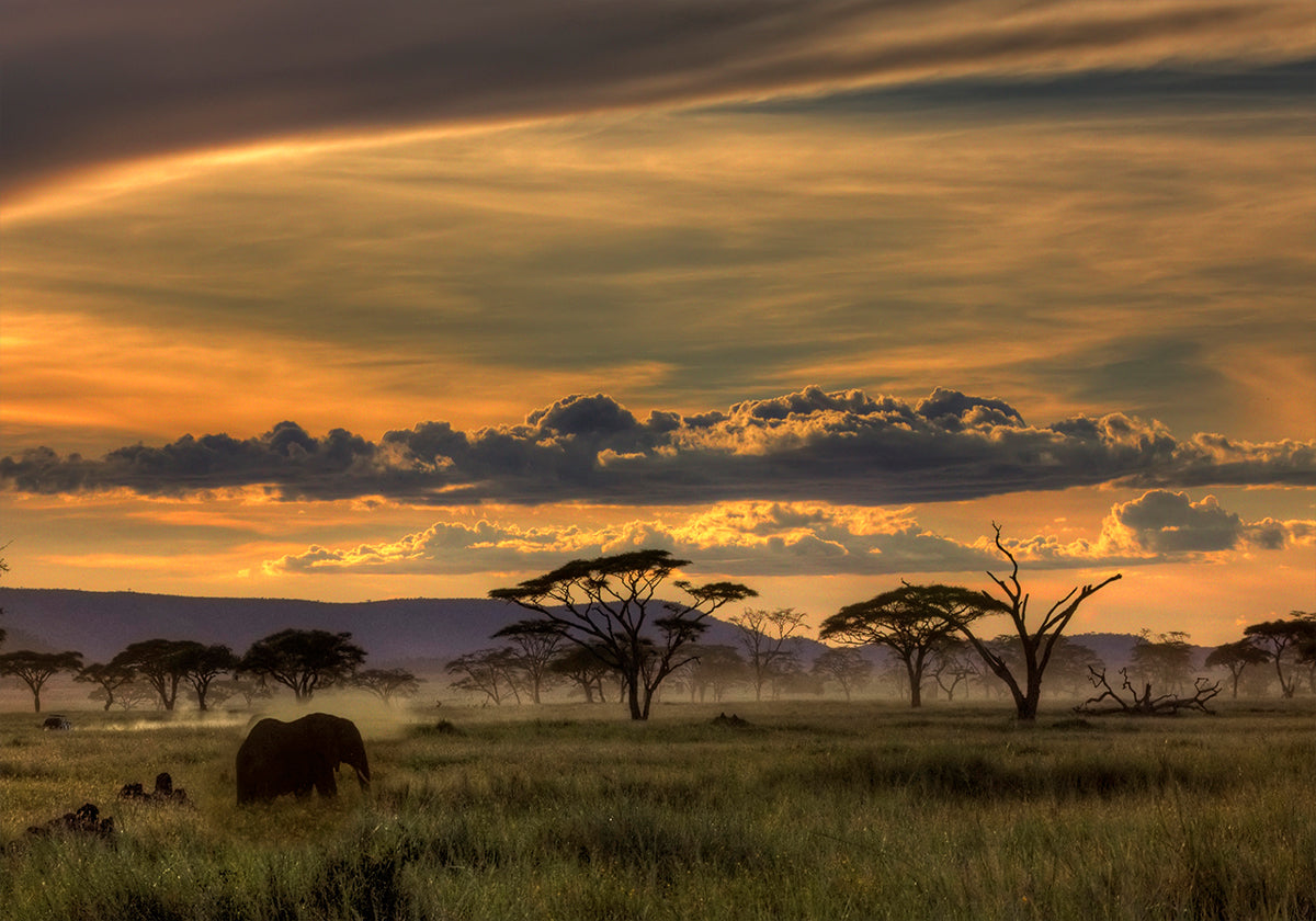 Africa Poster
