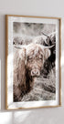 Cow Close Up Plakat - Posterbox.no