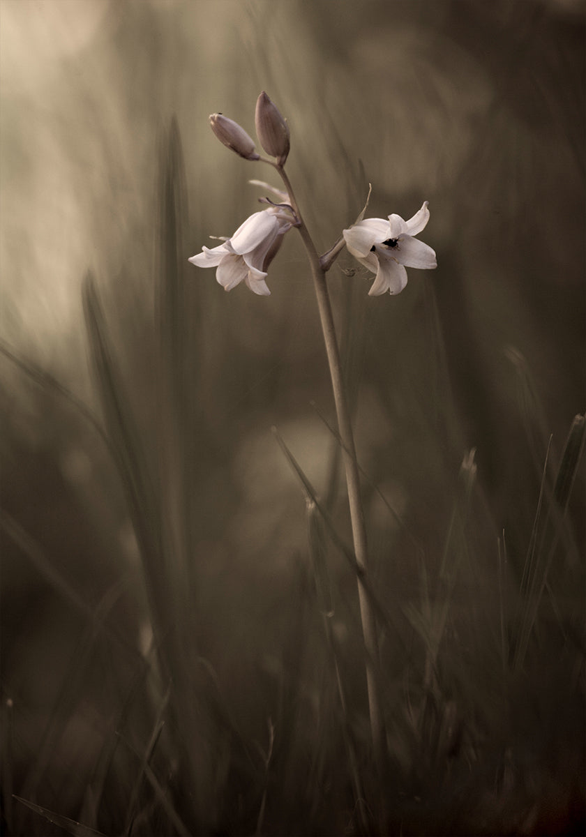 A small flower on the ground Poster