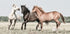 Three Horses Plakat - Posterbox.no