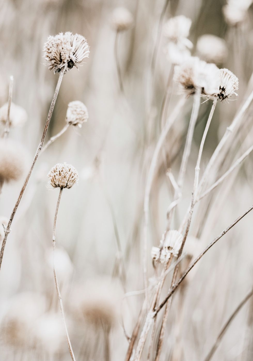 Dried Spring Flowers Plakat - Posterbox.no