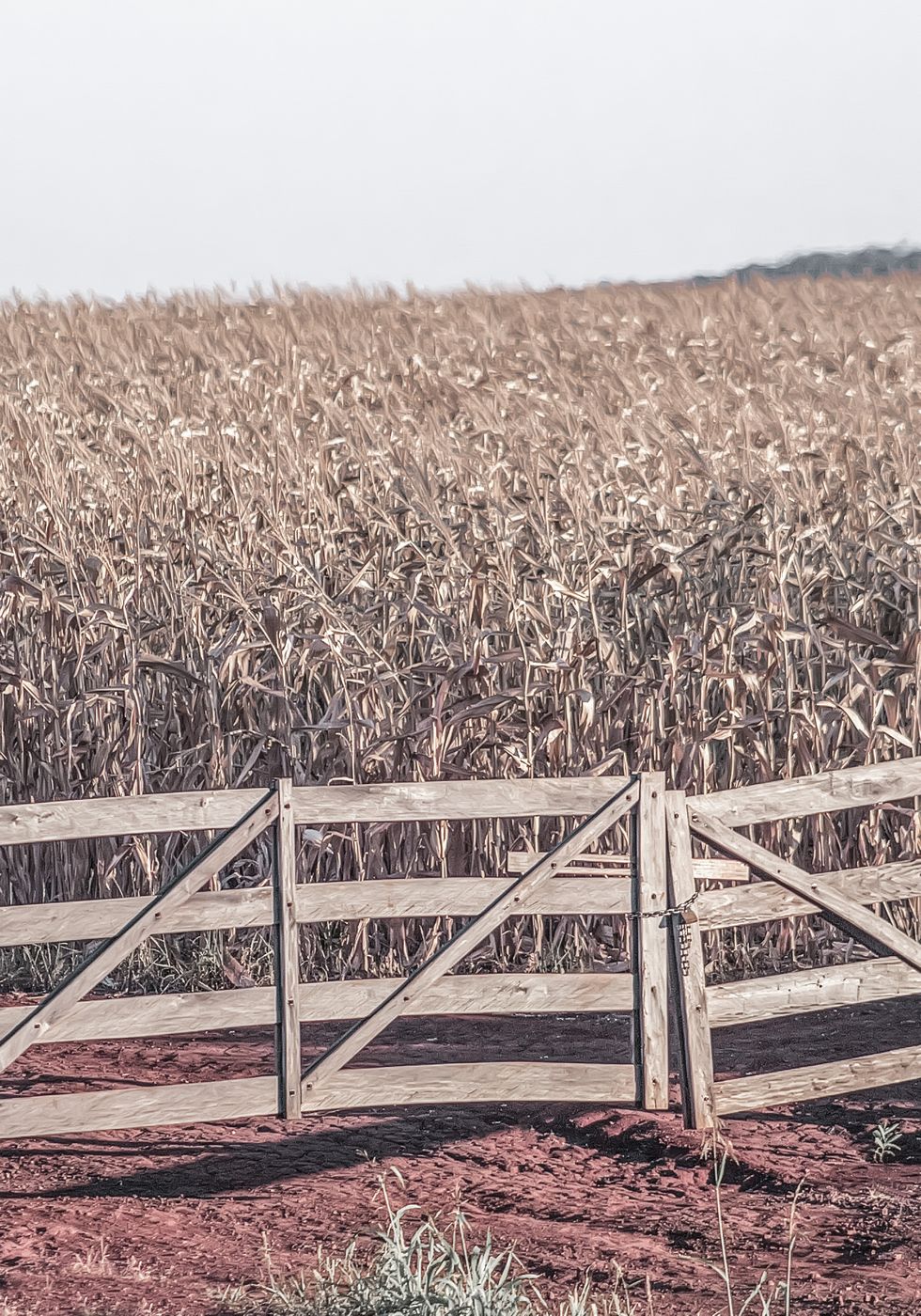 Dried Fields Landscape Plakat - Posterbox.no