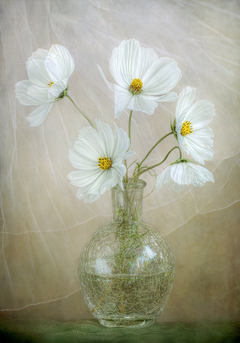 Cosmos breeze