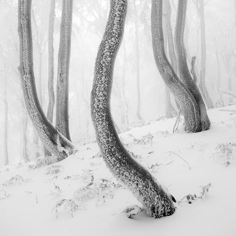 Frozen Forest Poster